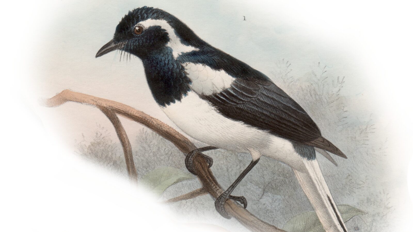 Manus Monarch