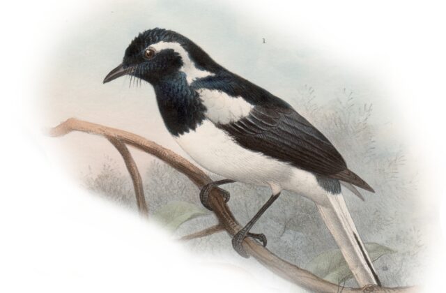 Manus Monarch