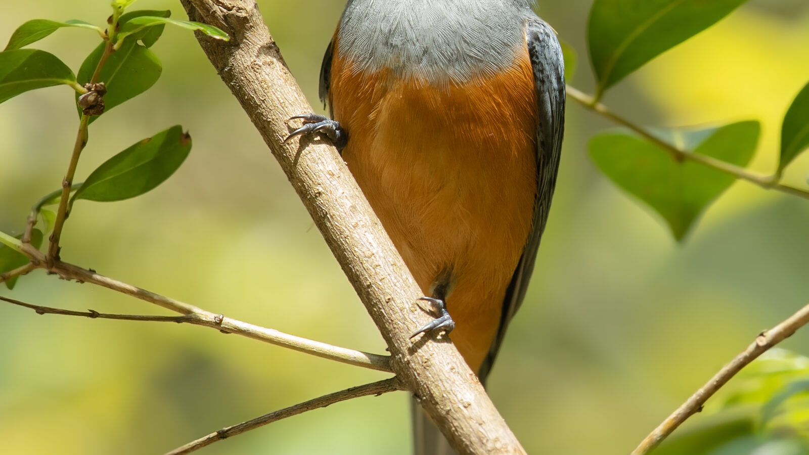 Black-faced Monarch