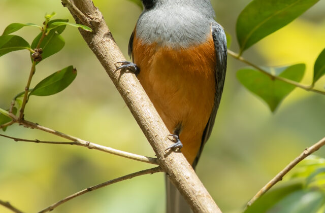 Black-faced Monarch