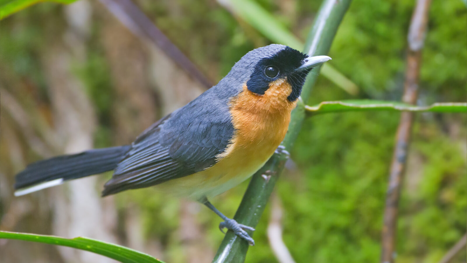 Spectacled Monarch