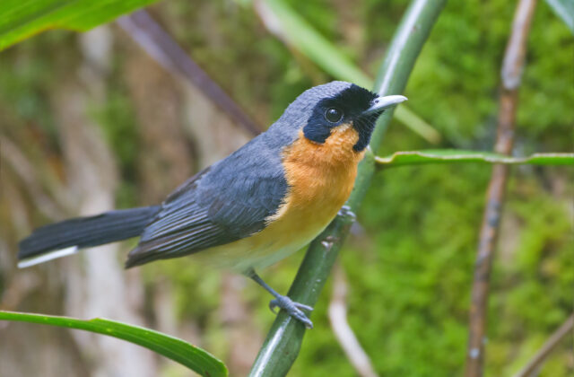 Spectacled Monarch