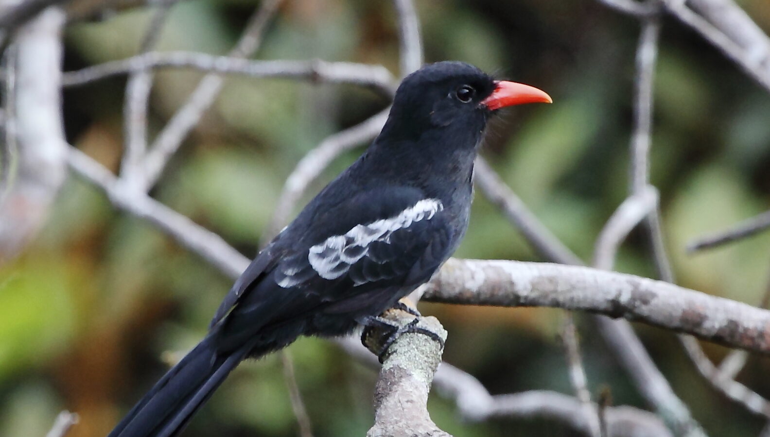 Black Nunbird
