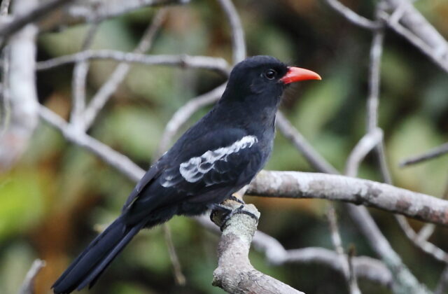 Black Nunbird