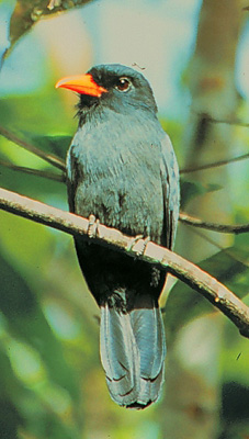 Black-fronted Nunbird