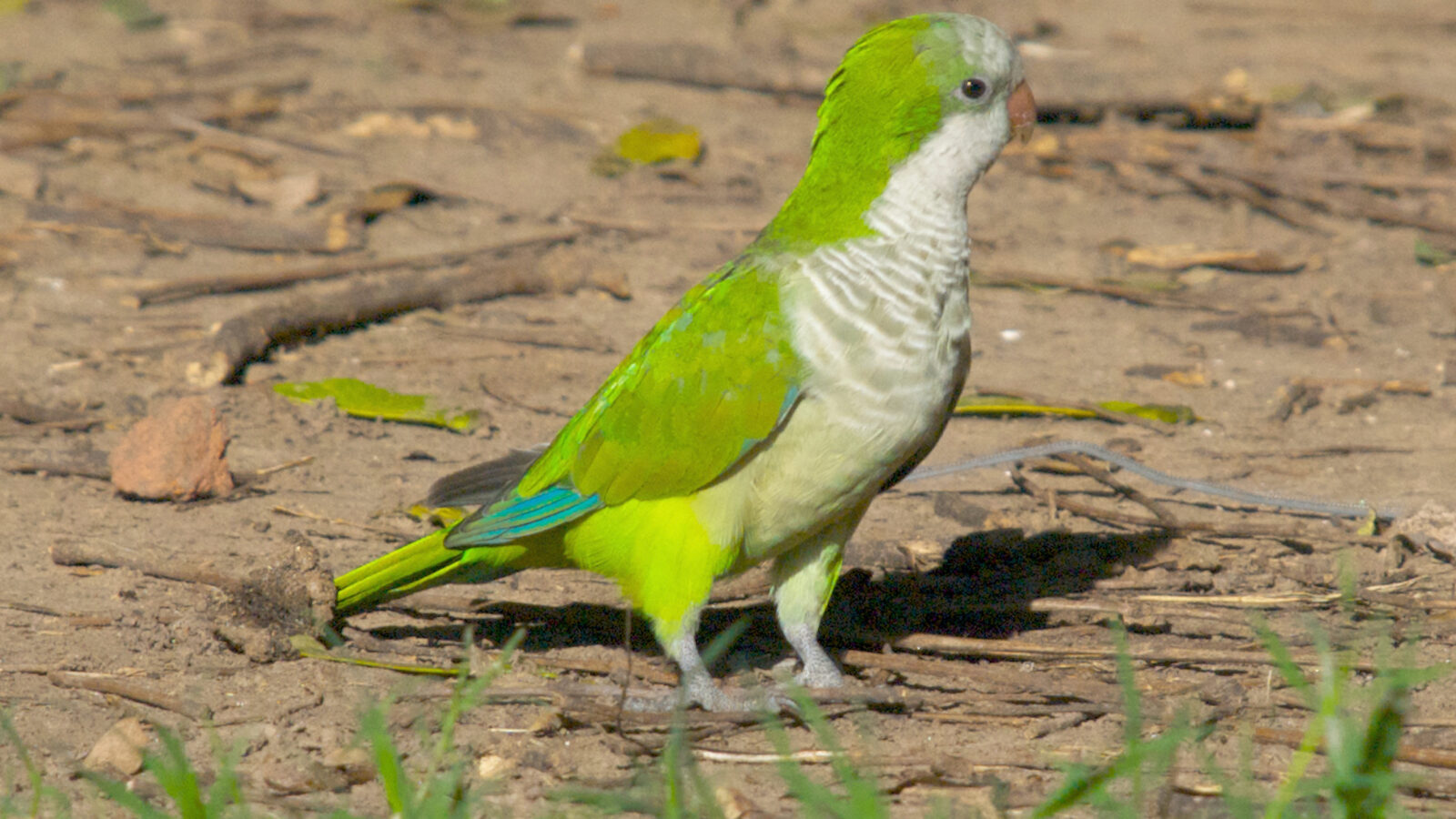Monk Parakeet