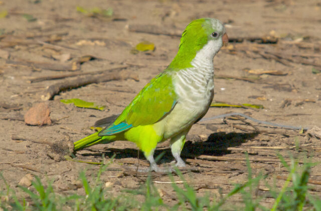 Monk Parakeet