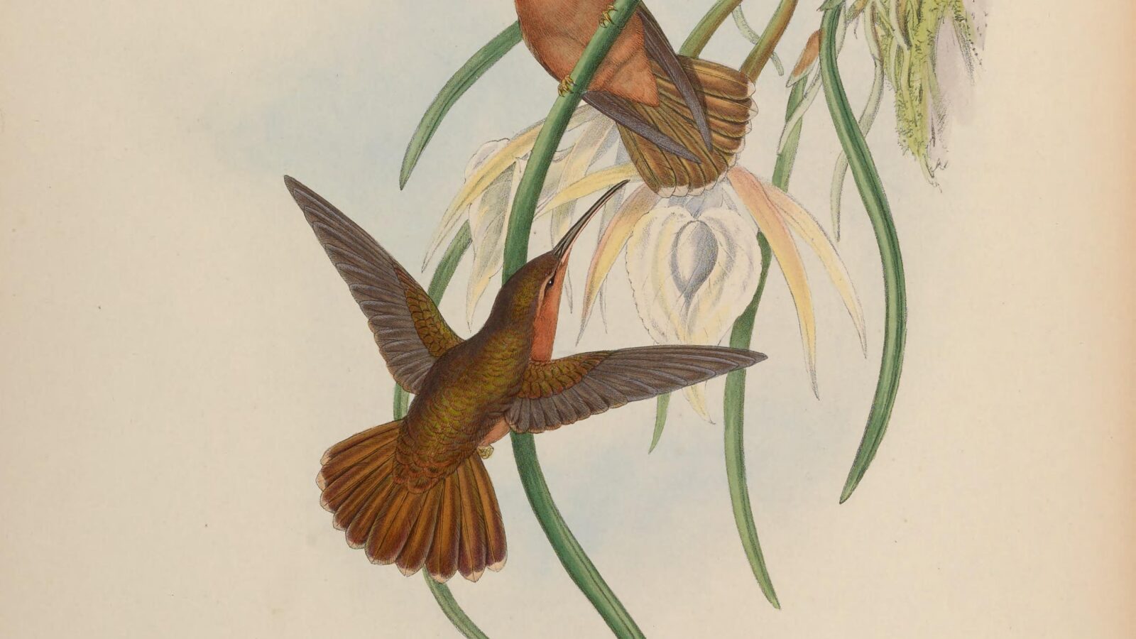 Hook-billed Hermit