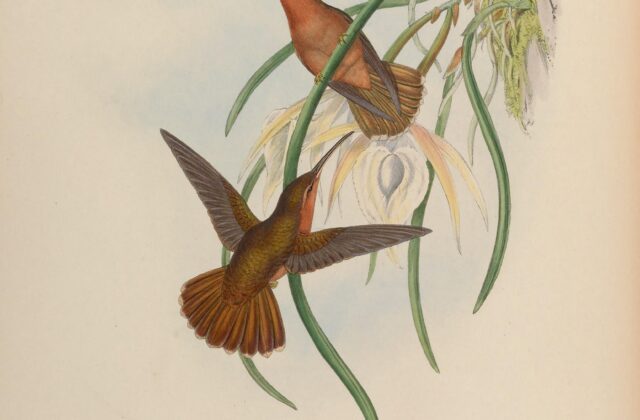 Hook-billed Hermit