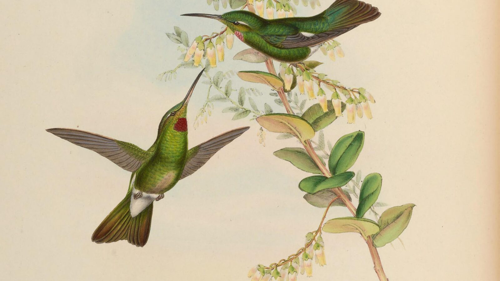 Pink-throated Brilliant