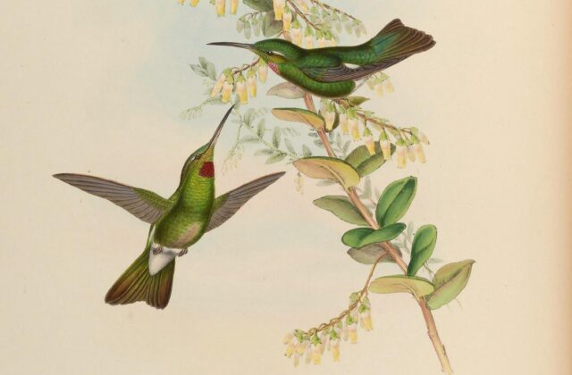 Pink-throated Brilliant