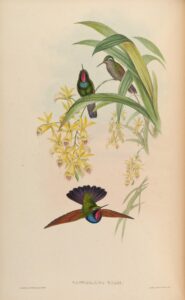 Garnet-throated Hummingbird