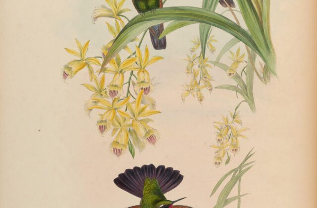 Garnet-throated Hummingbird