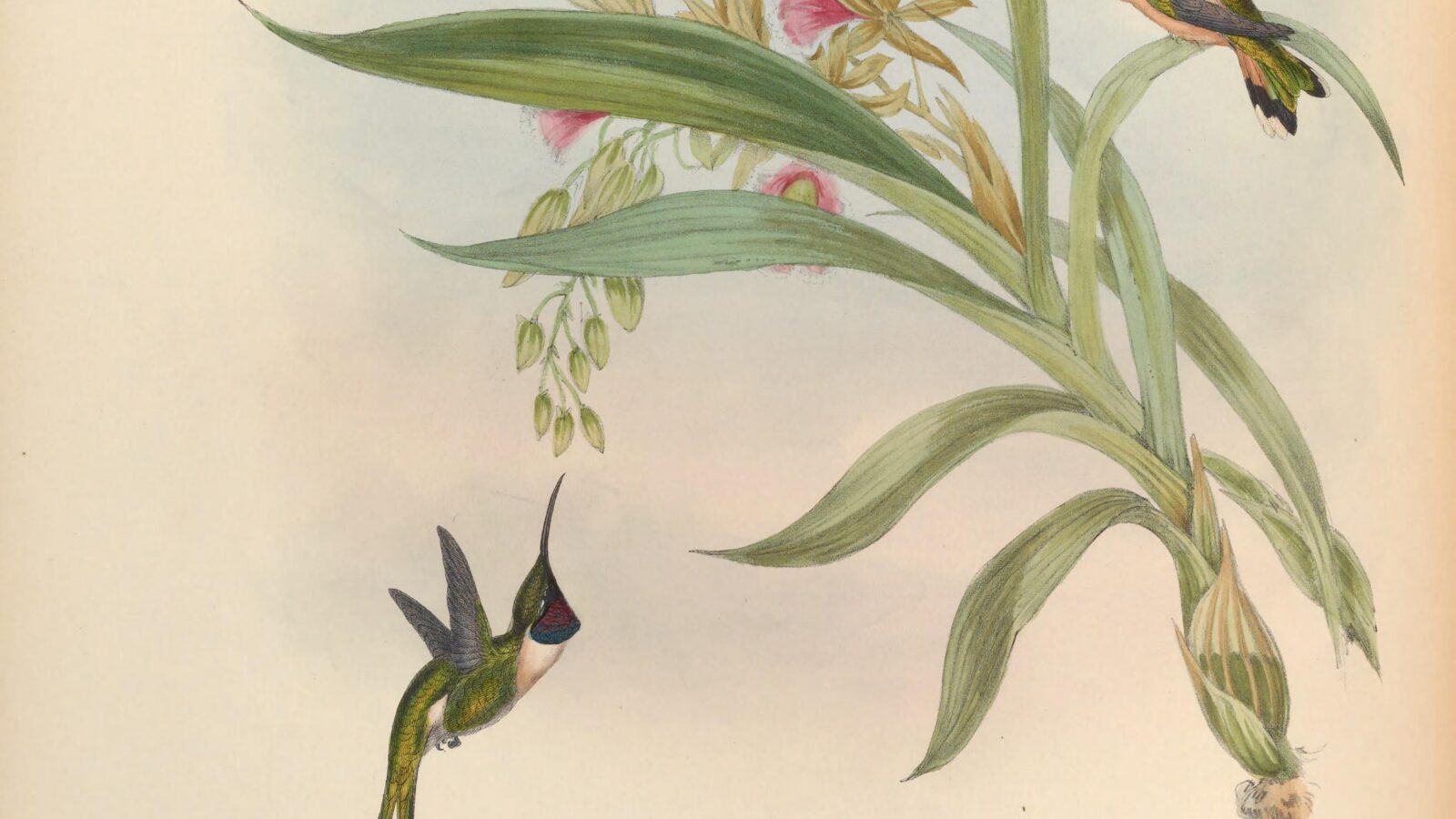 Slender Sheartail