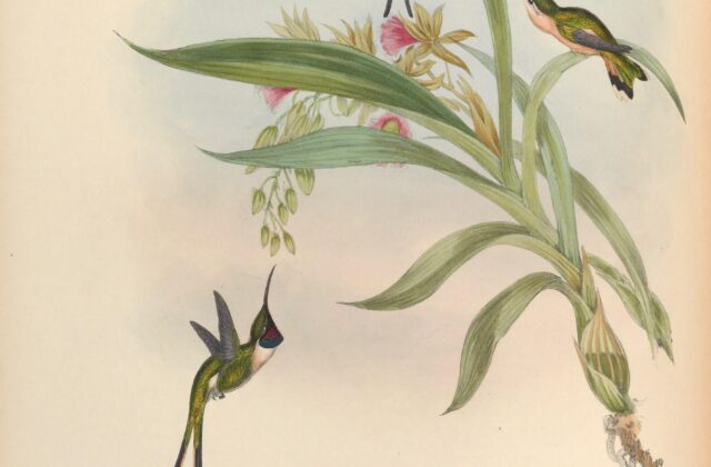Slender Sheartail