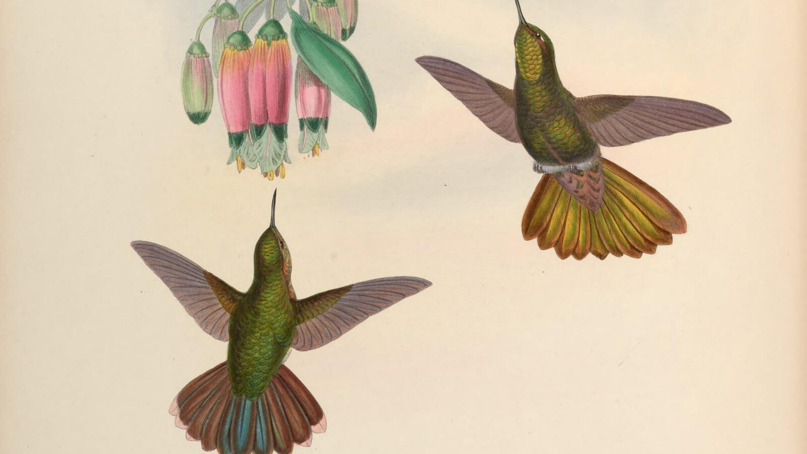 Scaled Metaltail