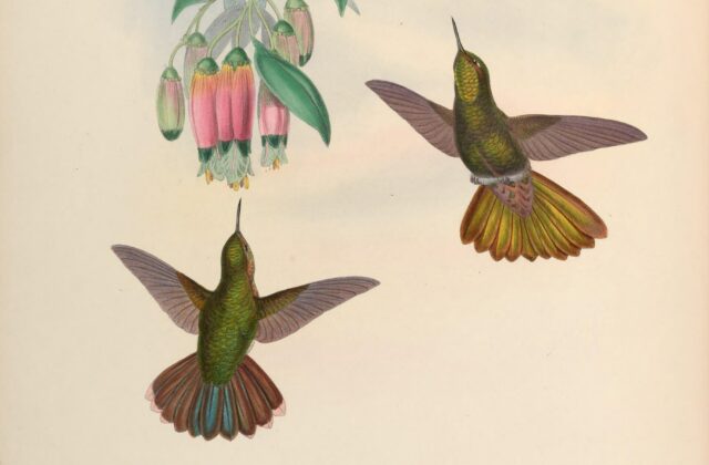 Scaled Metaltail