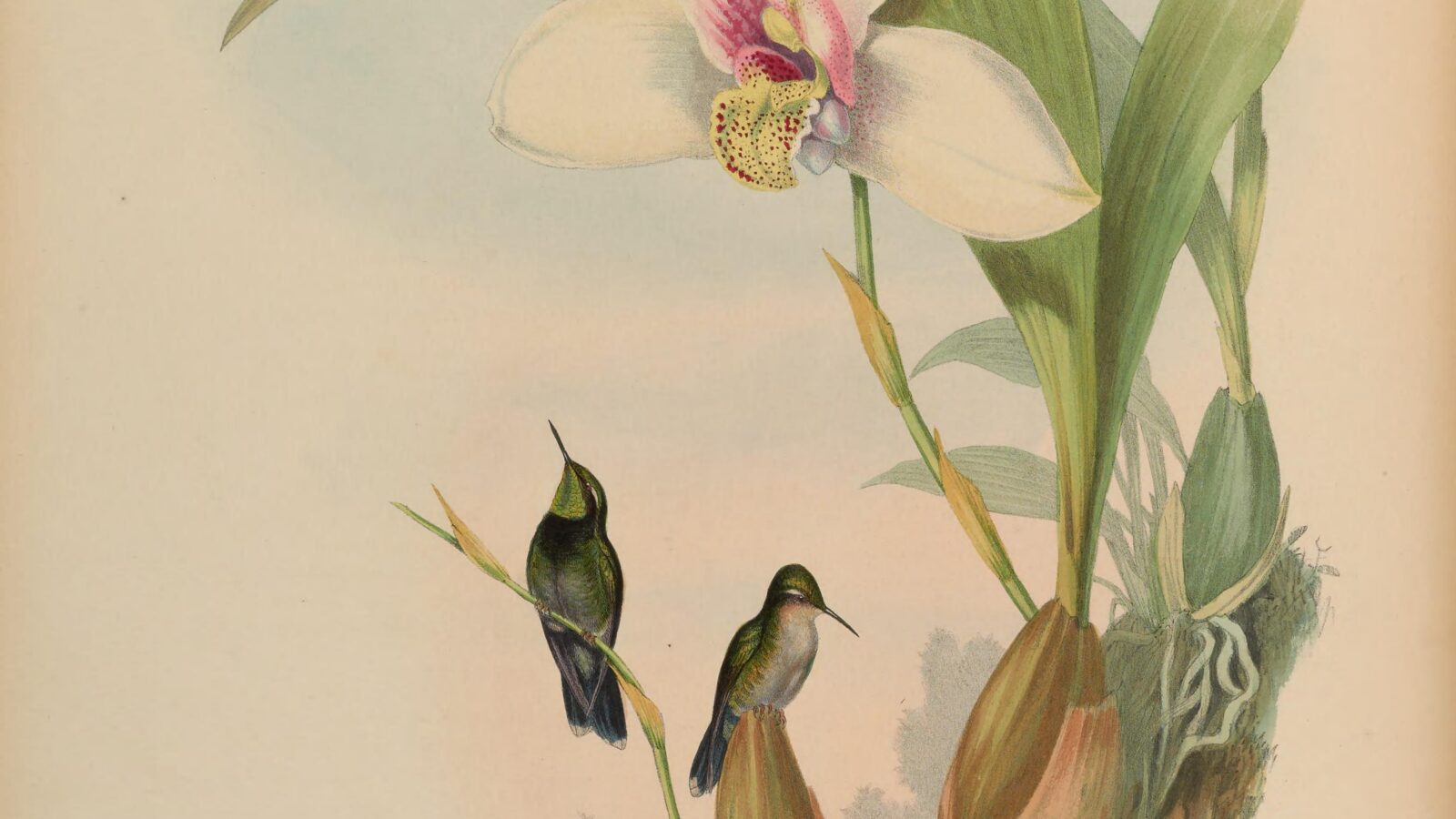 Emerald-chinned Hummingbird