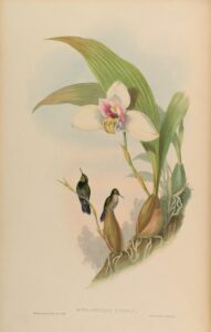 Emerald-chinned Hummingbird