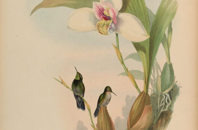 Emerald-chinned Hummingbird