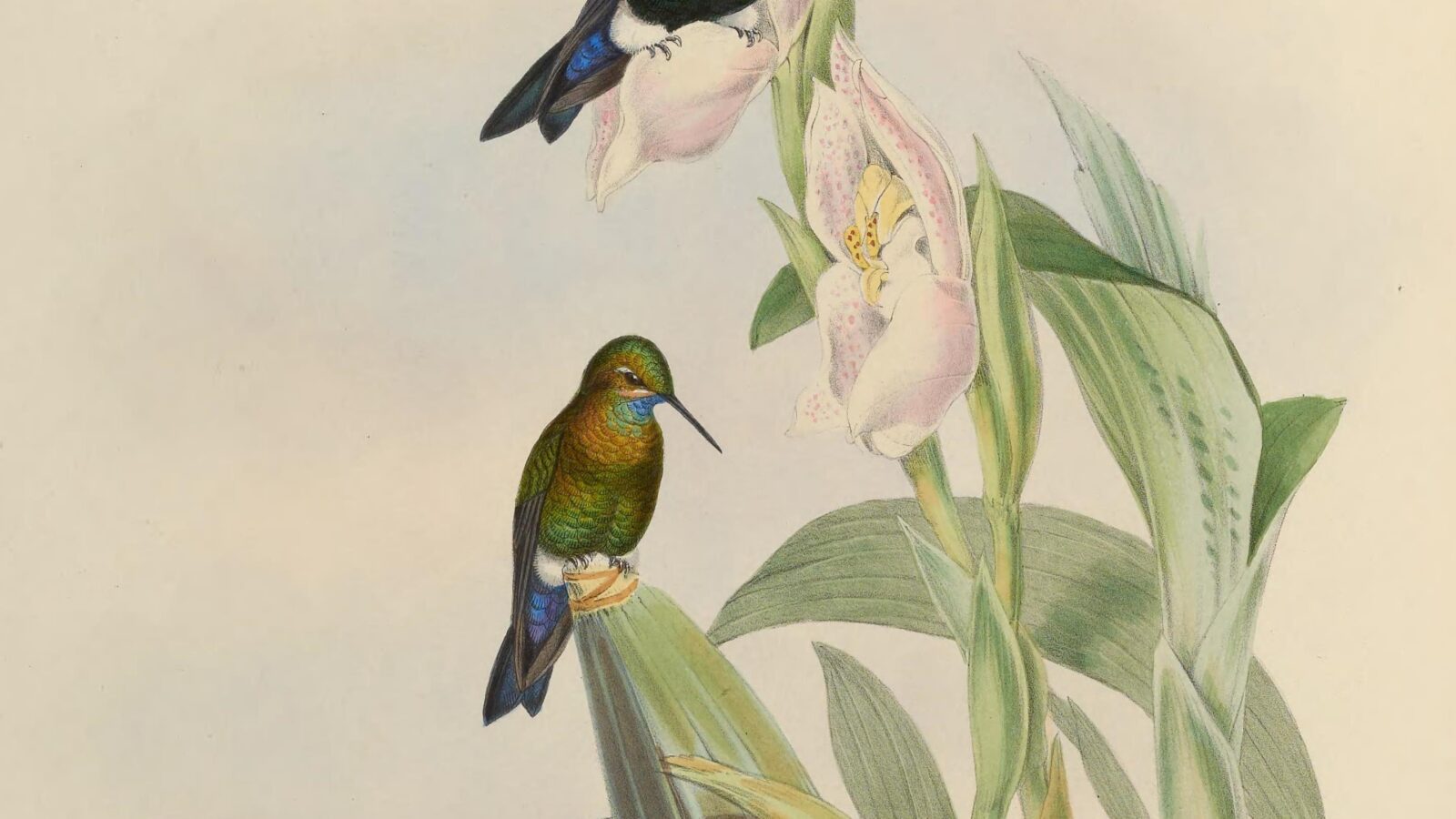 Black-breasted Puffleg