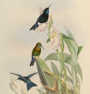Black-breasted Puffleg