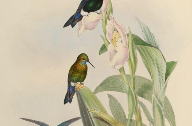 Black-breasted Puffleg
