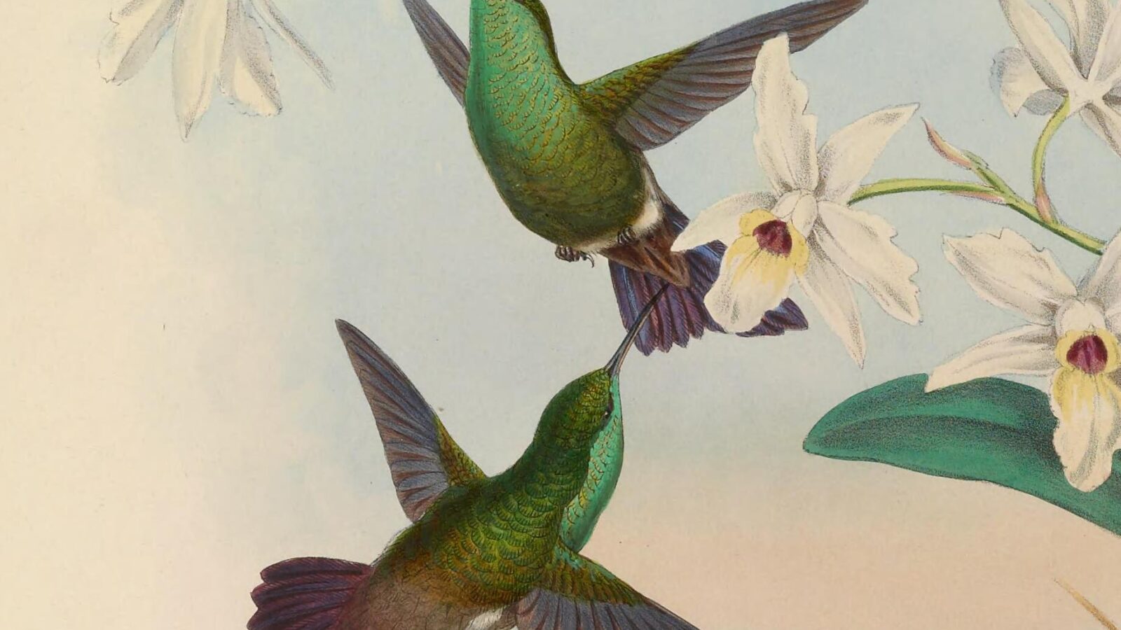 Green-bellied Hummingbird