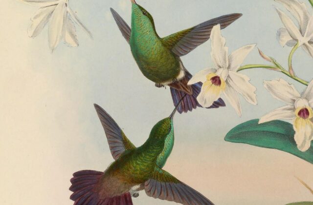Green-bellied Hummingbird