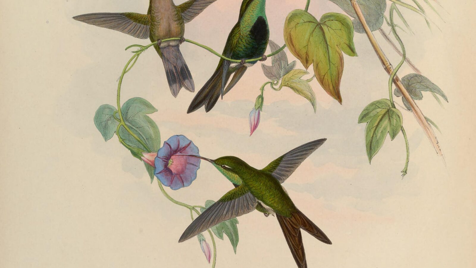 Hispaniolan Emerald