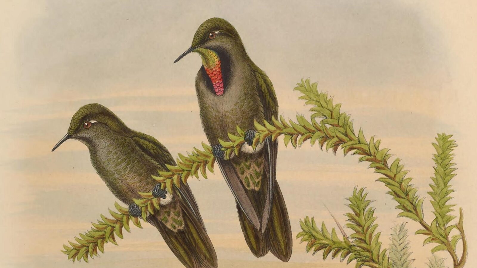 Olivaceous Thornbill