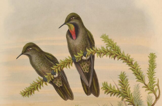 Olivaceous Thornbill