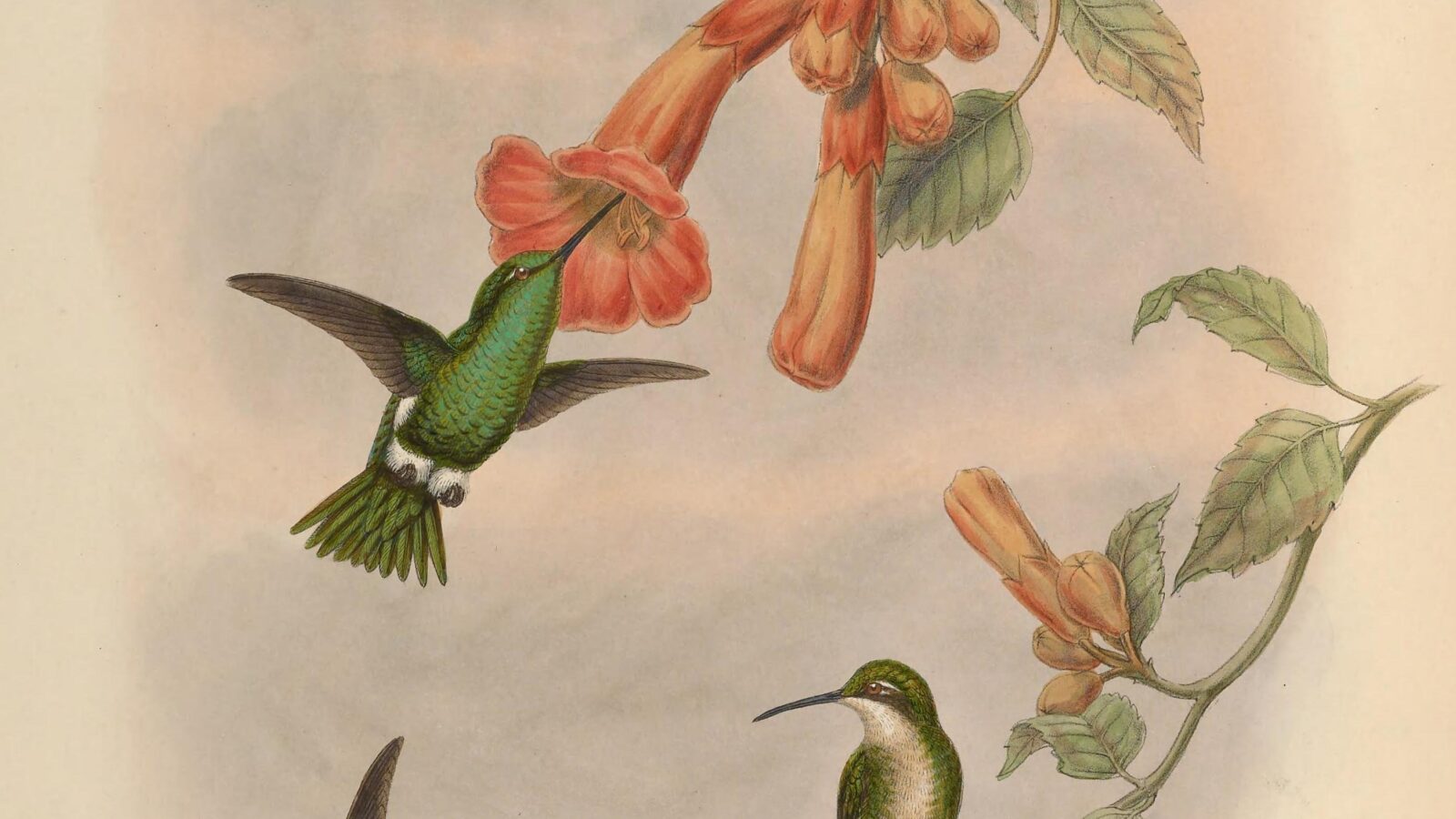 Coppery Emerald