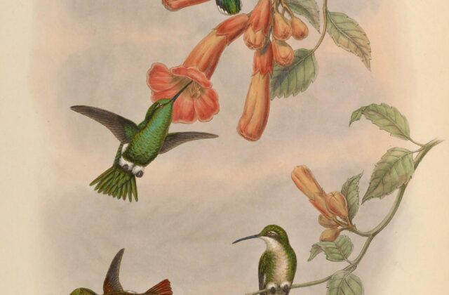 Coppery Emerald