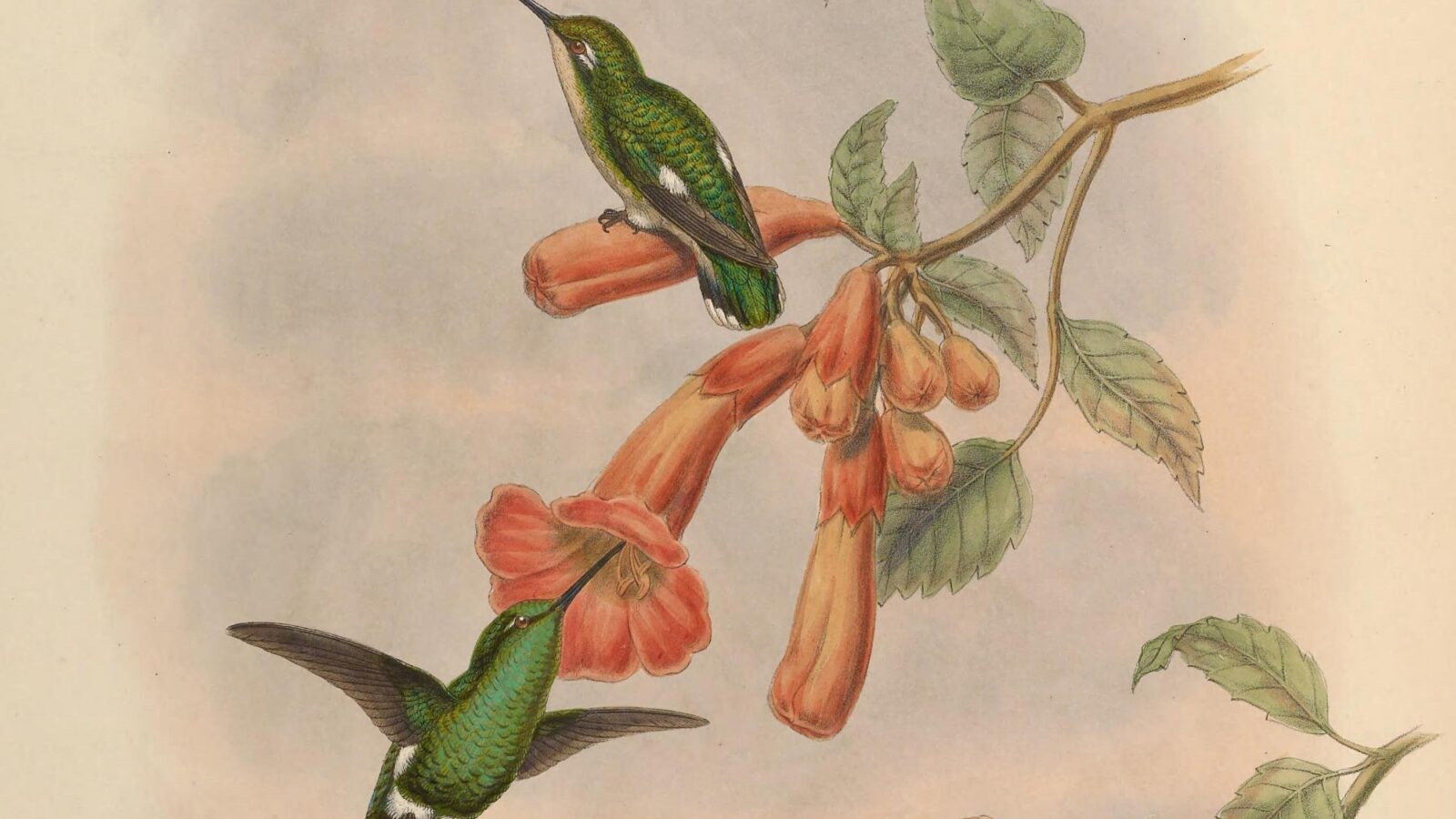 Narrow-tailed Emerald