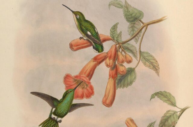 Narrow-tailed Emerald