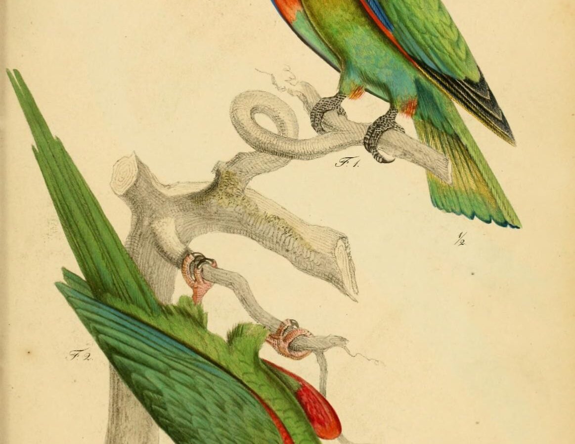 Vulturine Parrot