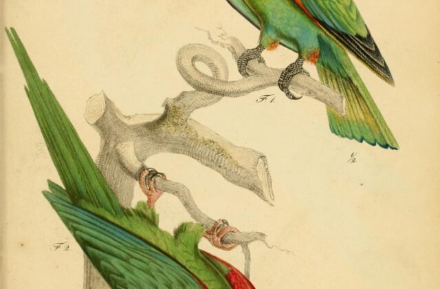 Vulturine Parrot