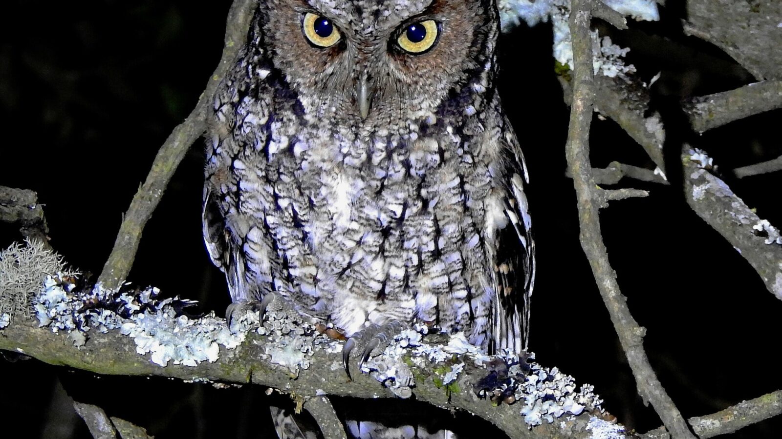 Yungas Screech Owl