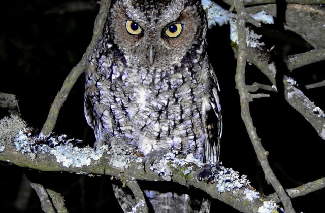 Yungas Screech Owl
