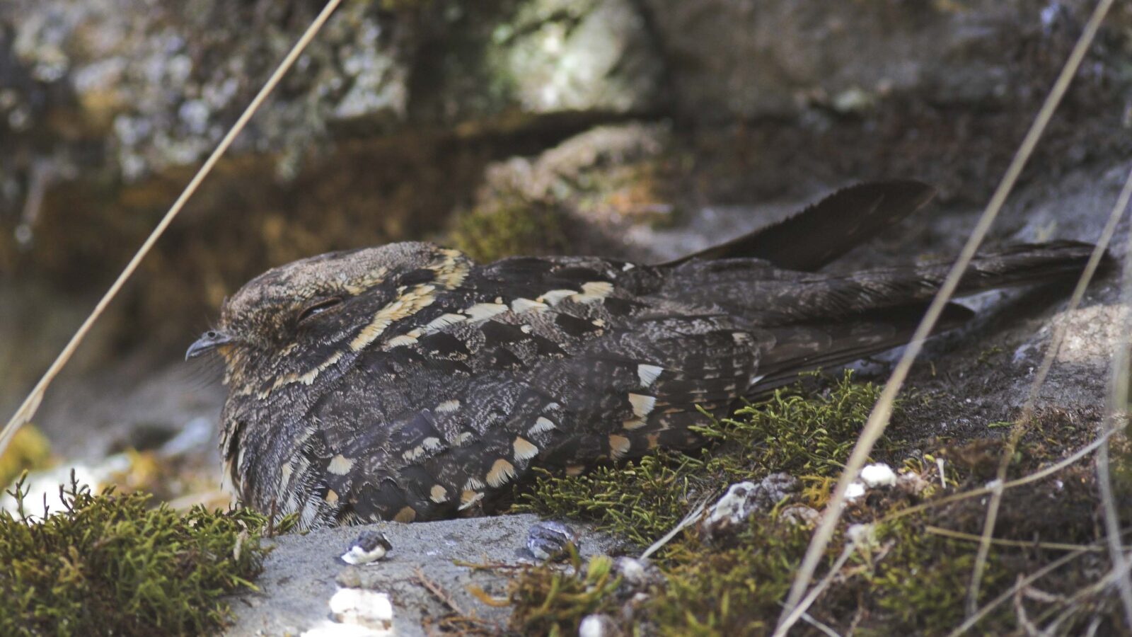 Montane Nightjar