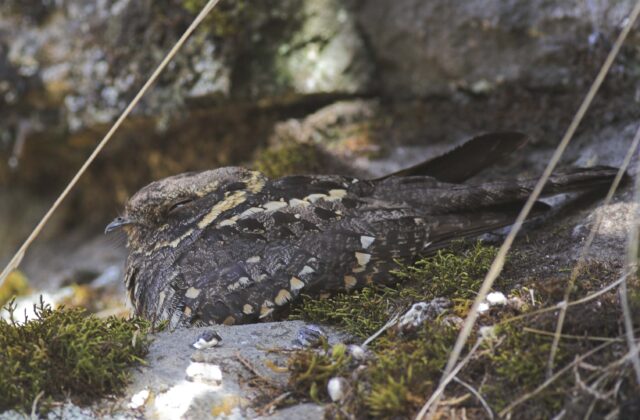 Montane Nightjar