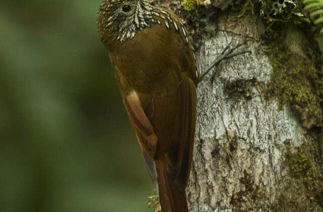 Montane Woodcreeper