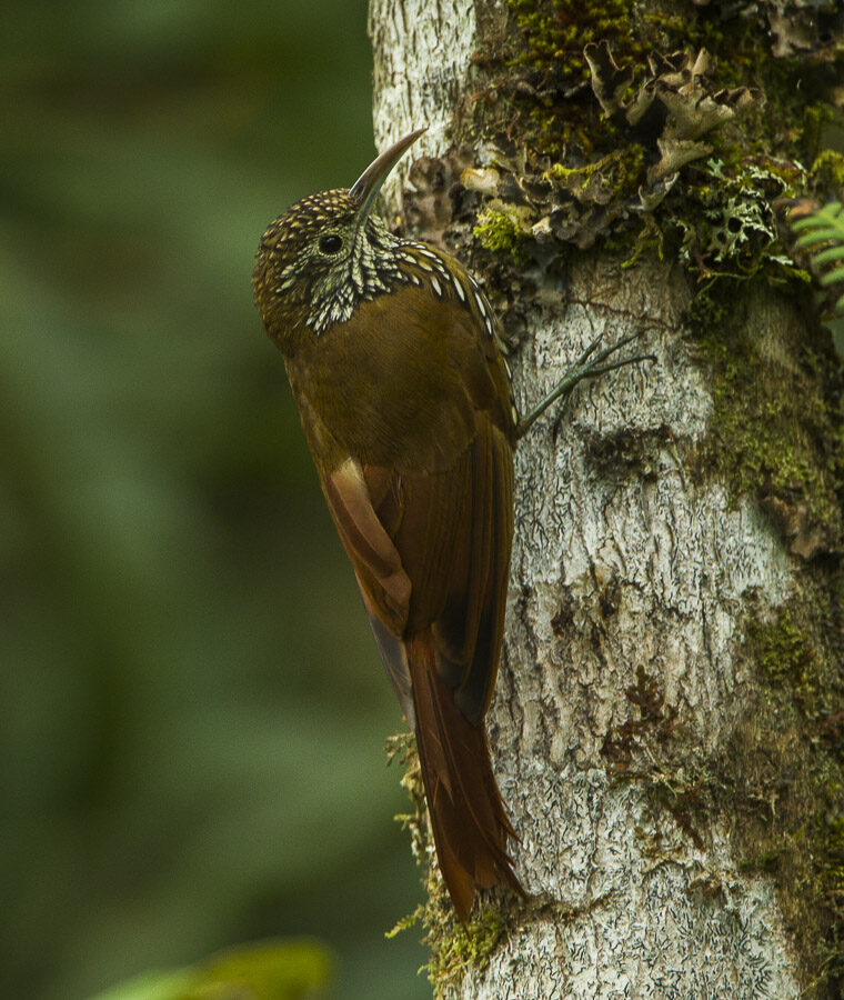 Montane Woodcreeper