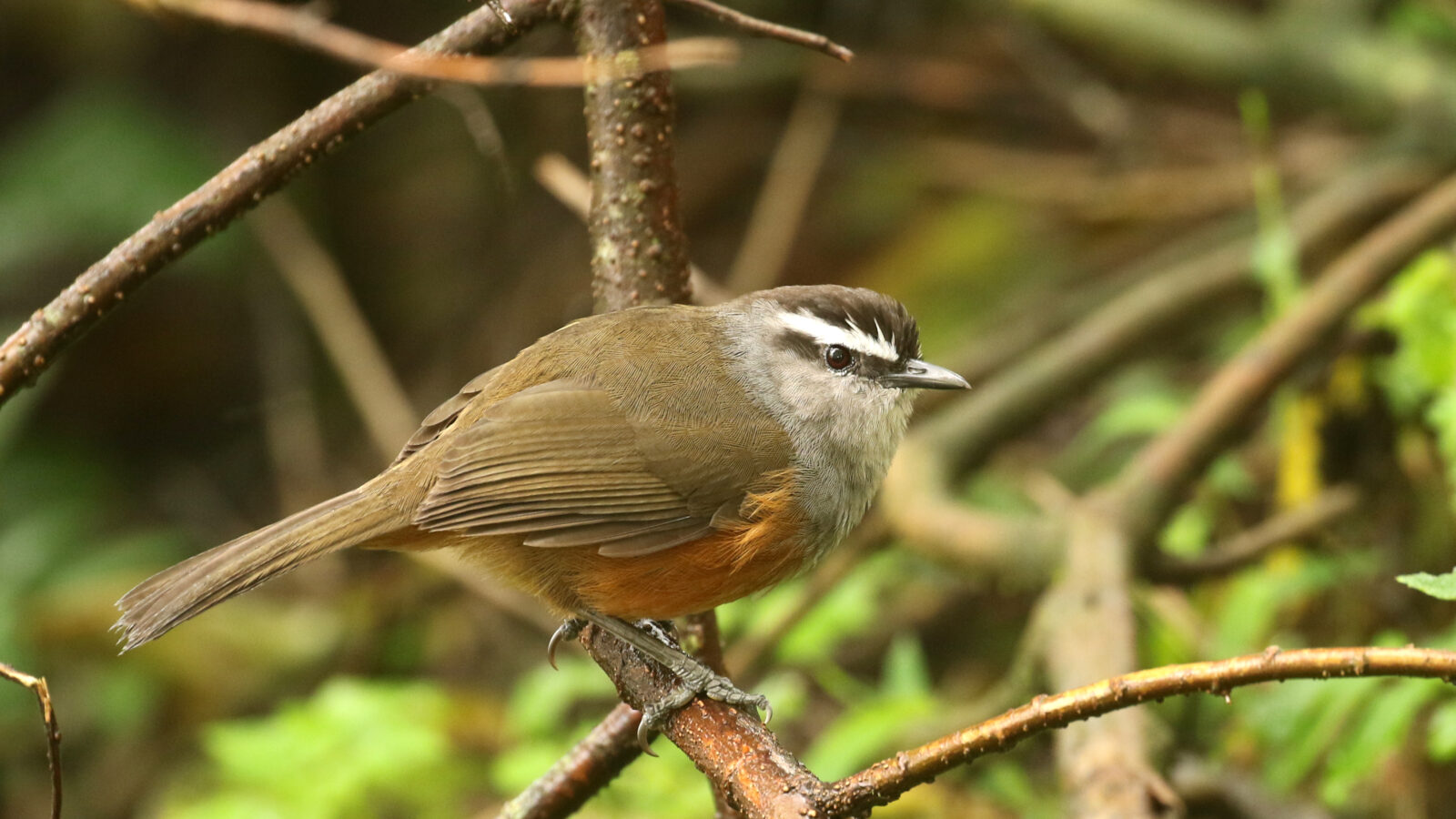 Palani Laughingthrush