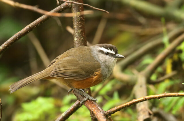 Palani Laughingthrush