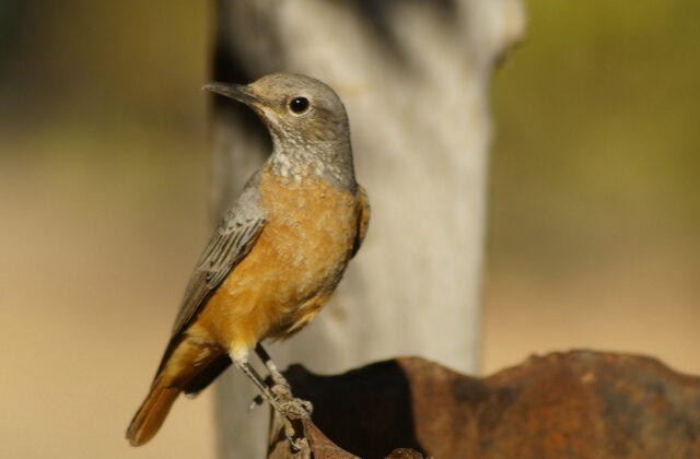 Short-toed Rock Thrush