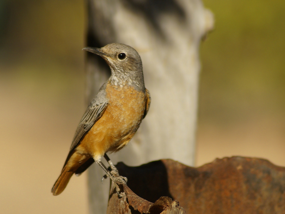Short-toed Rock Thrush