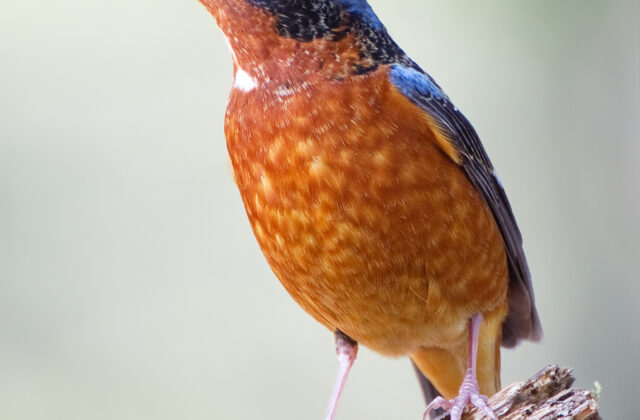 White-throated Rock Thrush