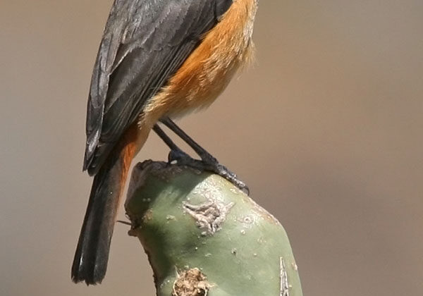 Little Rock Thrush